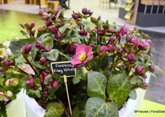 The award winner up close.